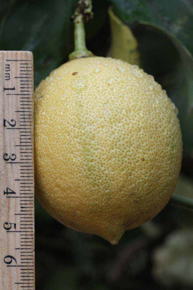              Fruit (Riverside, CA)       